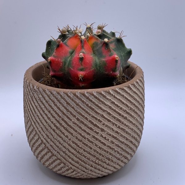 galleryimage 2