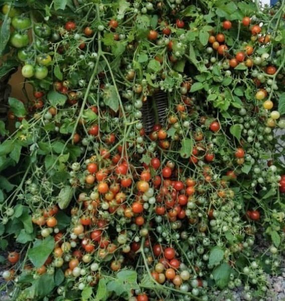 galleryimage 2 zoomed in