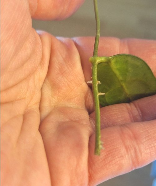 galleryimage 2 zoomed in