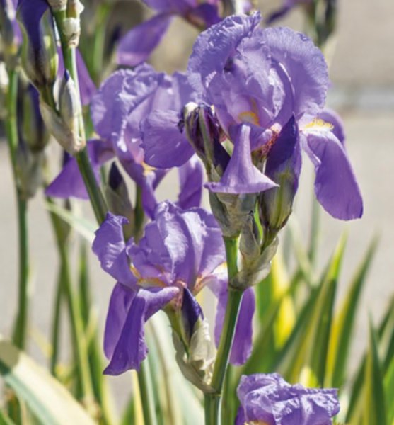 galleryimage 2