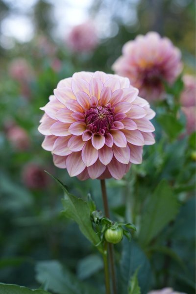 galleryimage 3