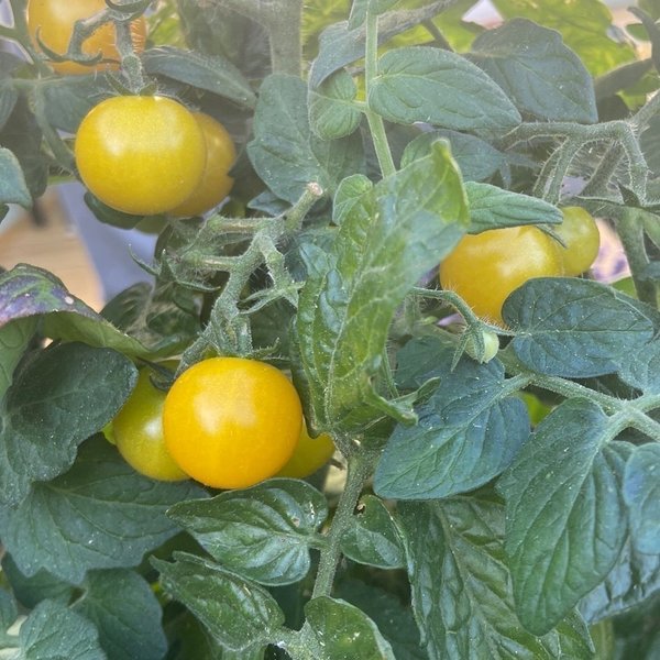 2: Tomatplanta - aztek - kruktomat - gula - kör.. | Köp på Tradera ...