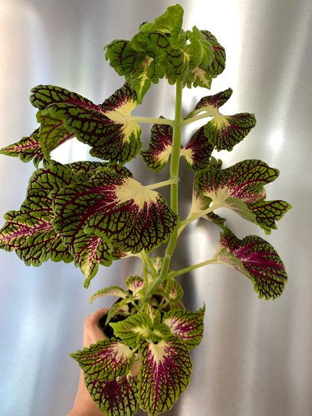 galleryimage 2