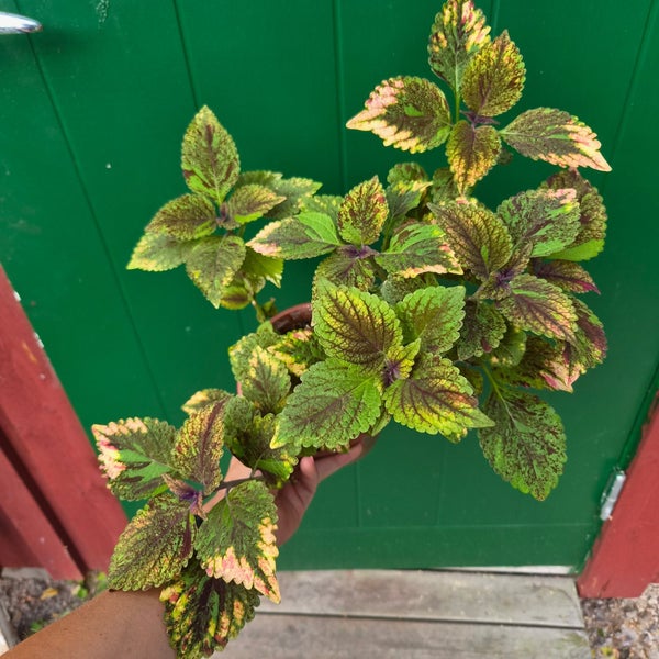 galleryimage 3