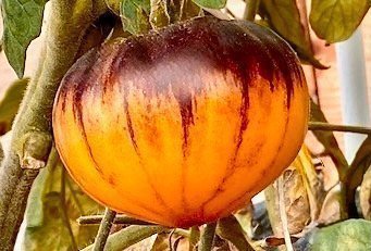 galleryimage 2 zoomed in