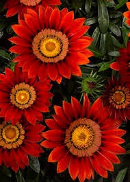 galleryimage 2