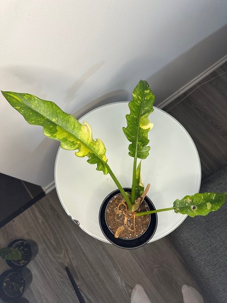 galleryimage 2 zoomed in