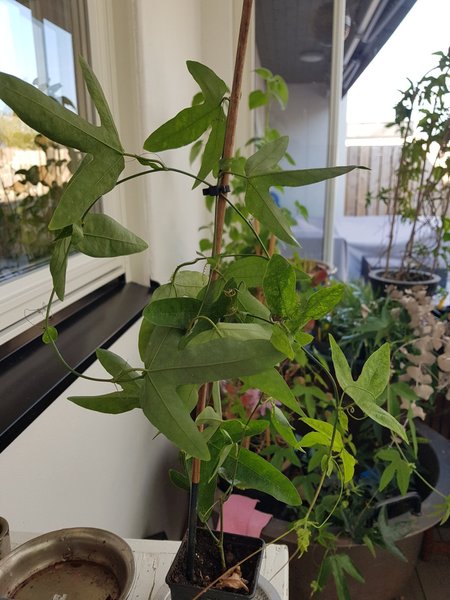 galleryimage 2 zoomed in