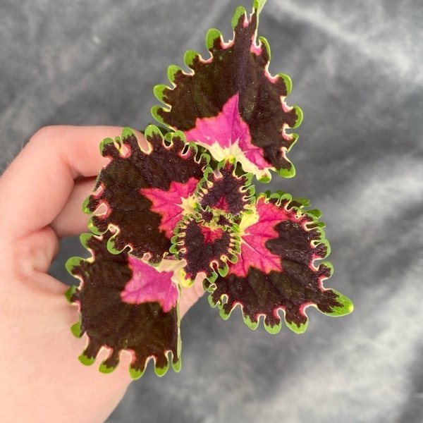 galleryimage 2 zoomed in