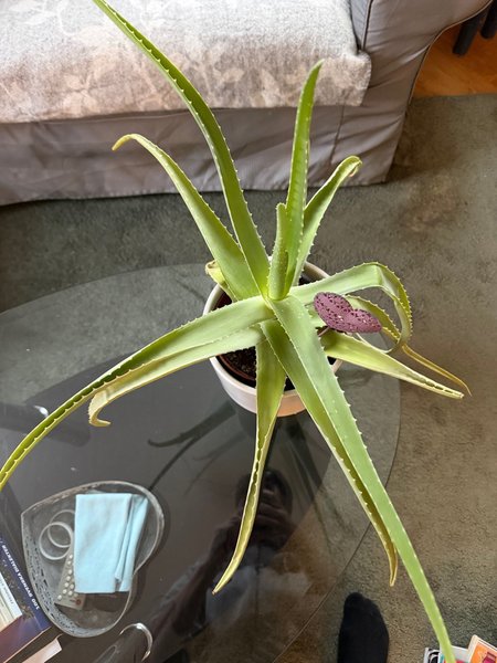 galleryimage 2 zoomed in