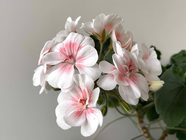 Lovely Wera Pelargon () Lovely Wera Pelargon