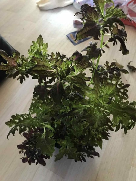 galleryimage 2 zoomed in