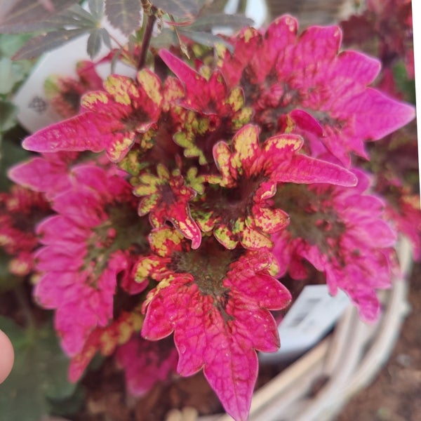galleryimage 2
