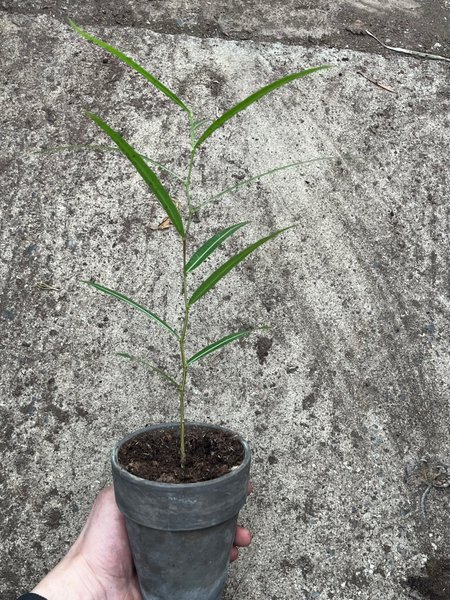 galleryimage 2 zoomed in