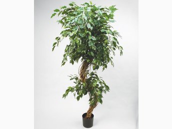 beställa plantor online beställa plantor online