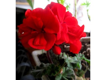 Pelargon Scarlet med vackra röda blommor!
