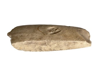 Stor och kraftig stenyxa - Yngre stenåldern - Neolitikum ca 4000-2300 f.Kr.