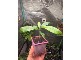 Mirakelbär (1 år) (Synsepalum dulcificum)