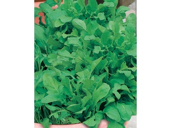 30 st frö till ovanlig Ruccola