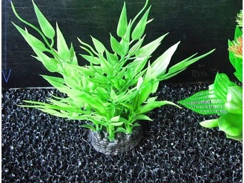 Naturtrogen växt ej levande cirka 15cm
