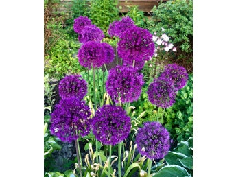 Allium 'Purple Sensation' 50 fröer Lila Rosa stora bollar Perenn Lökväxt Frön