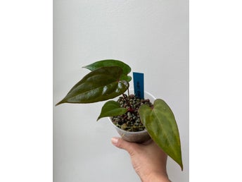 Anthurium BVIT(Black Velvet Indo Type) Red Stem