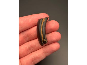 Välbevarad fossil tand från utdöd jättebäver – Florida, USA