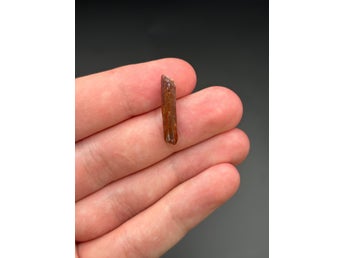 Sauropodtand Rebbachisaurus 2.8cm – Kem Kem 100Ma