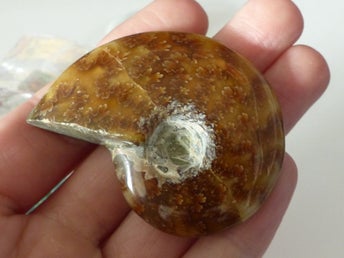 Ammonit fossil gammal krita period polerad chakra Ammonite utdöd present