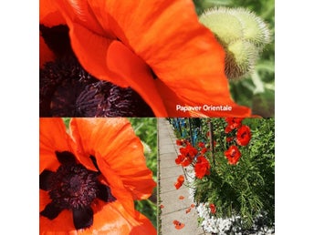 Papaver orientalis- orangeröd- Perenn jättevallmo- Färska sättfrön. Frakt ingår
