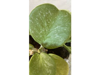 Hoya Kerrii 'Splash'