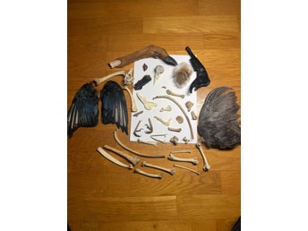 Blandade skelettben, fågelkranium, rådjursfot, vingar. Bone casting