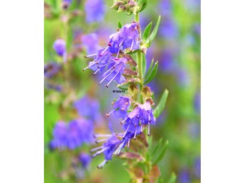 Nepeta, doftande vackert lila. 30 frön.