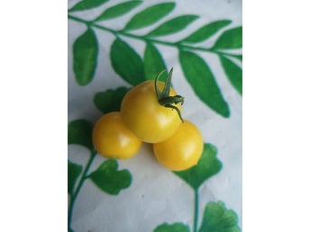 Windowbox- Solanum lycopersicum - sortäkta - minst 10 st sättfrön. Frakt ingår!