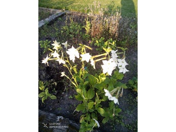 Blomstertobak fröer