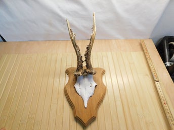 Råbock Horn Trofe Monterad på Sköld ( nr 16-7 ) -1