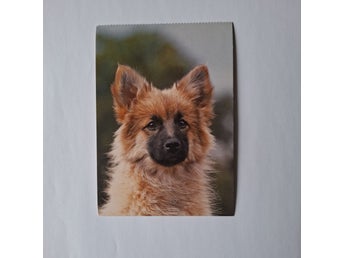 Vykort med hundmotiv