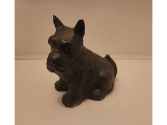 Sparbössa skotsk terrier hund
