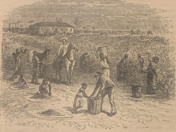 Träsnitt ”Kaffeplantage i Brasilien” ur bok från 1891