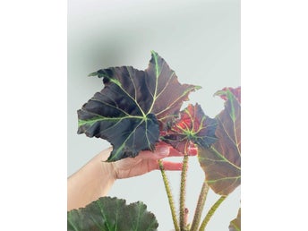 Begonia 'Ricinifolia immense '