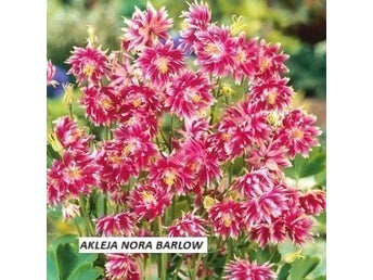 AKLEJA Nora Barlow 40 frön