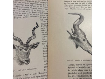 Träsnitt ”Tre afrikanska antiloper” ur bok från 1903