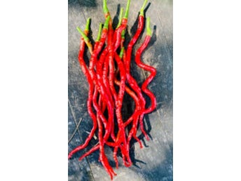 Thunder mountain Longhorn chili