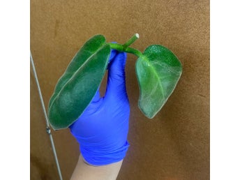 Hoya calycina Stargazer stickling