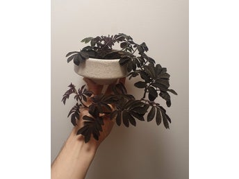 Solanum uleanum