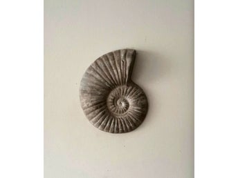 Snäcka/Fossil – dekorativ ammonit