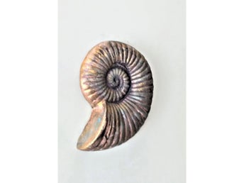 Snäcka / Fossil