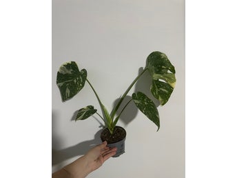 Monstera Thai Constellation