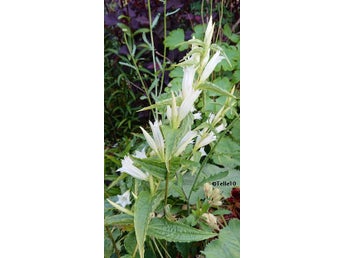 Gentiana, vit hög, 40-70 frön