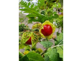 Litchietomat - Solanum Sisymbriifolium - Sättfrön- en raritet! Frakt ingår